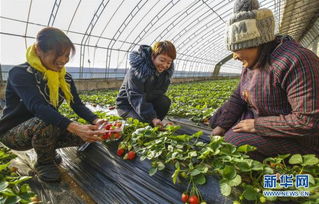 河北广阳 打造京津无公害农产品加工基地的探索与实践