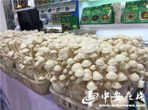 皖农沪上送年货 第十六届上海农展会开幕，安徽特色农产品组团亮相