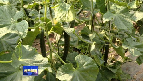 庆云县 以“优质”为核，打造全域优质农产品生产基地新标杆