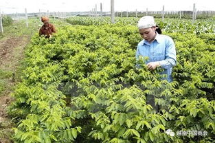 越南河南省 韩国新商机下的农产品生产与加工蓝图